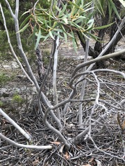 Eucalyptus stricta
