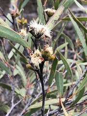 Eucalyptus stricta