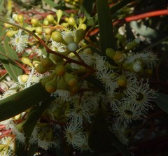 Eucalyptus gracilis