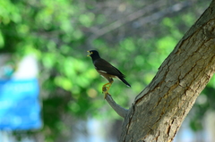 Acridotheres tristis