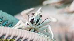 Allogalathea elegans