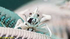 Allogalathea elegans