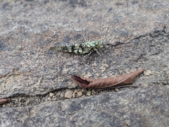 Trimerotropis saxatilis