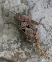 Tetrix subulata