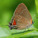 Oak Hairstreak - Photo (c) Gerald Carter, some rights reserved (CC BY-NC-ND)