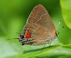 Oak Hairstreak - Photo (c) Gerald Carter, some rights reserved (CC BY-NC-ND)