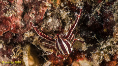 Allogalathea elegans