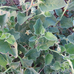 Physalis mollis