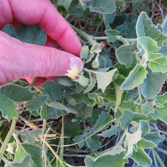Physalis mollis