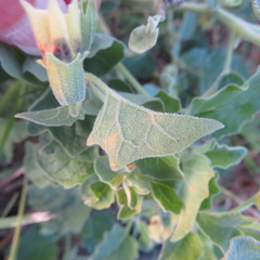 Physalis mollis