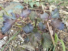 Perilla frutescens