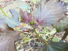 Perilla frutescens