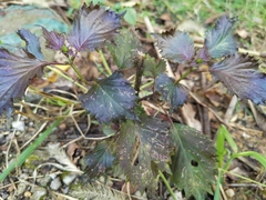 Perilla frutescens
