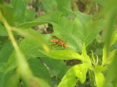 Polistes apachus texanus