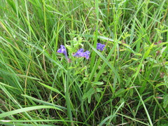 Scutellaria scordifolia