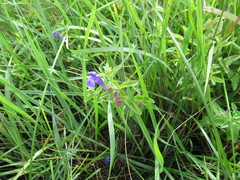 Scutellaria scordifolia