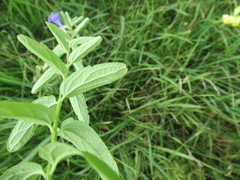 Scutellaria scordifolia