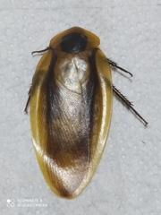 Blaberus craniifer