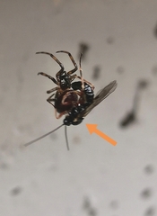 Oxyrrhexis carbonator