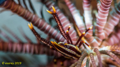 Allogalathea elegans