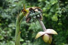 Ensete superbum