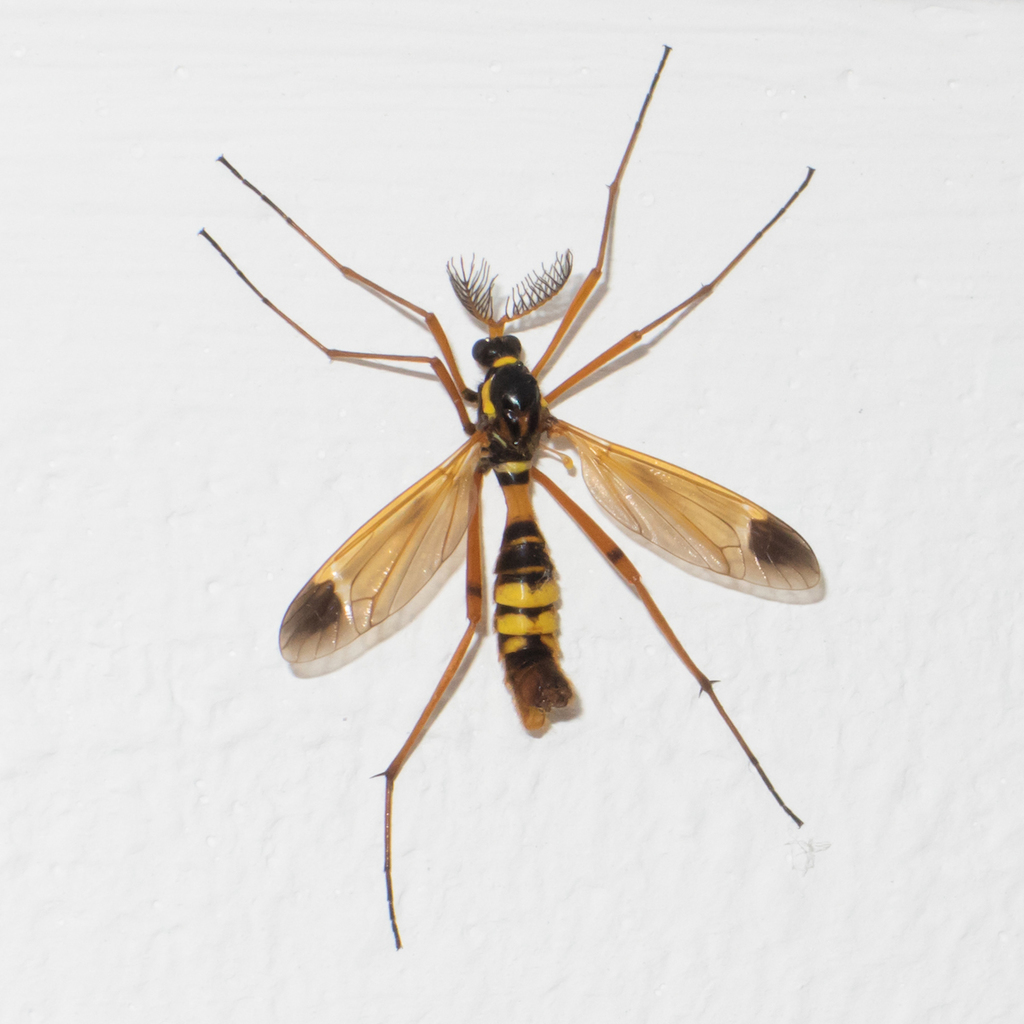 Ctenophorinae