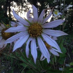 Iostephane heterophylla
