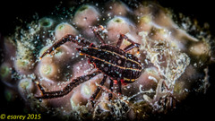 Allogalathea elegans