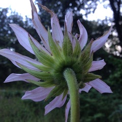 Iostephane heterophylla