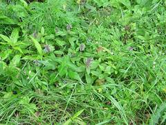 Nepeta manchuriensis