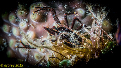 Allogalathea elegans