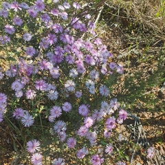 Lampranthus leptaleon