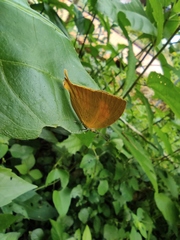 Loxura atymnus