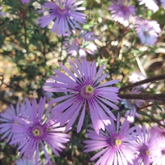 Lampranthus leptaleon