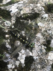 Cordulegaster bidentata