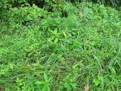 Nepeta manchuriensis