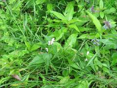 Nepeta manchuriensis