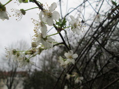 Prunus cerasifera