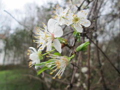 Prunus cerasifera