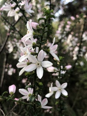 Philotheca buxifolia