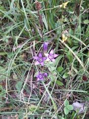 Gentianella germanica