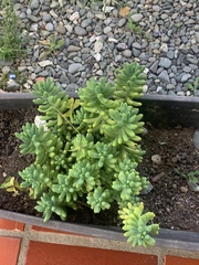 Sedum pachyphyllum
