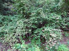 Actinidia kolomikta