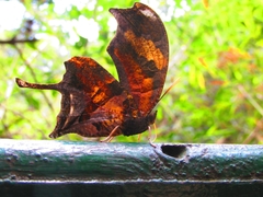 Consul fabius drurii