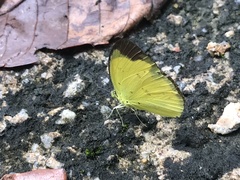 Eurema sari