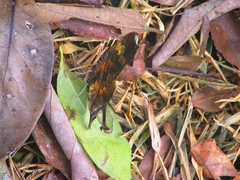 Consul fabius drurii