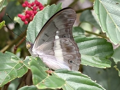 Eulaceura osteria