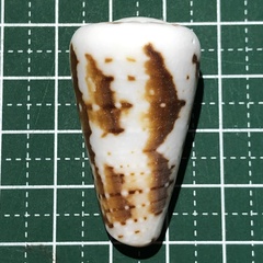 Conus imperialis