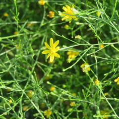 Solidagininae