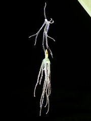 Prychia gracilis